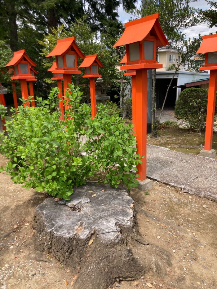 stump-removal-in-japan-1